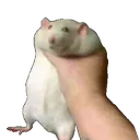 fatratbeinggrabbed