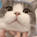 ch_dimdenscratch Discord emoji