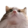 ch_boomer
