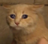 ch_welp Discord emoji