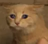 ch_welp ch_welp