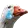 sadduck sadduck