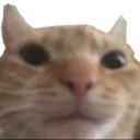 kittystaresmile