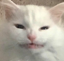 ch_thurstoncringe Discord emoji