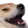 dogeluagh Discord Emoji