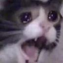catscrem