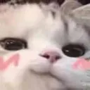 catsmirk catsmirk