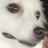 cdoggowhaddufuq Discord emoji