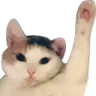 cat_wave