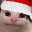 beluga_christmas beluga_christmas