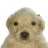 perito perito