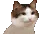party_cat