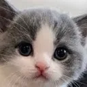 catstare