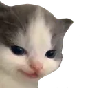 cat_smirk
