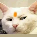 rnx_zeherili_stare_
