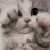 catscratch