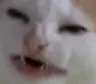 kat
