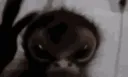 megascream