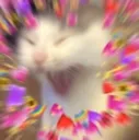 JoyCat