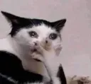 gaspcat gaspcat