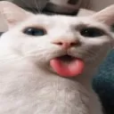 meow
