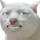 SussyCatto