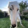 eyebrowdog