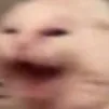 catscream