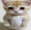 sadcat Discord emoji