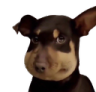 chubby_cheeks_dog Discord emoji