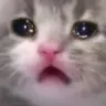 catsad