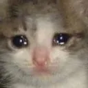 Cat Cry cat_cry Discord Emoji