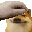 VLG_dogepalm VLG_dogepalm