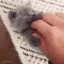 eagles_kitty_yay_sS