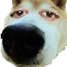 wearynose