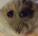 hampterr hampterr