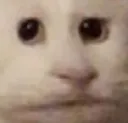 catbruh