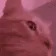 catVibeDanceRainbow