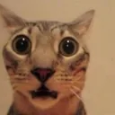 CatWorried