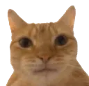 Catbruh catbruh Discord Emoji