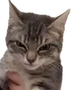 catangry