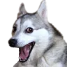 pundog