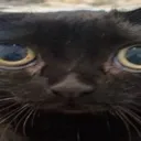 jiji