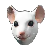 Rat