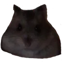 MapleStare