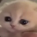 mewi