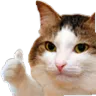 CatthumbsUp