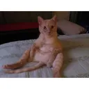 Sitting Cat Discord Emoji