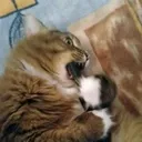 Sad Cat sad_cat Discord Emoji