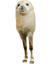 Sealimpostor